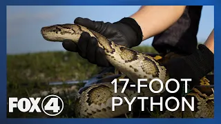 Necropsy on 17-foot python caught in the Everglades reveals 95 eggs inside