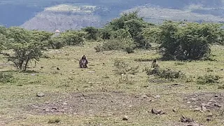 Fighting cows with monkeys watching Ethiopia Africa, Addis Ababa