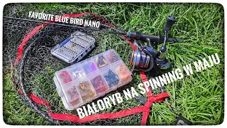 Białoryb na spinning w maju // Favorite blue bird nano // 2023