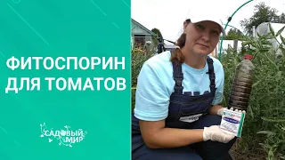 Профилактика опасных заболеваний : кладоспориоз и фитоспороз томатов.