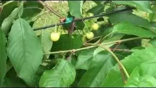 Cherries in a retractable roof production system, Voen rain shelter and open field, June 12, 2013