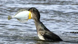 Fishing With Birds | Wild China | Cormorant Bird