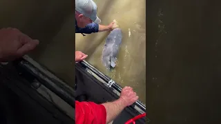 Kentucky Angler Releases 95-Pound Catfish