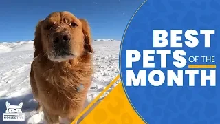 Best Pets of The Month | The Pet Collective