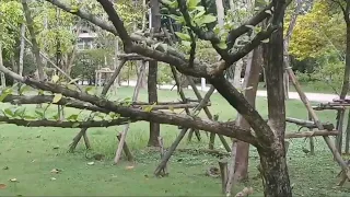 Benjakitti Central Forest Park Bangkok ||Thailand Walk 2023