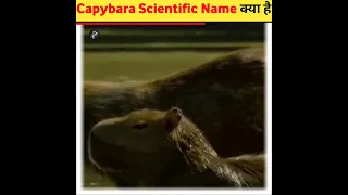 Capybara Scientific Name क्या है #100m #shorts #shortsfeed #factsinhindi #facts #siren #animals