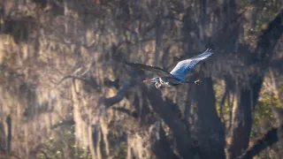 Bird Photography Near Tallahassee, Florida