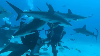 Stuart Cove diving