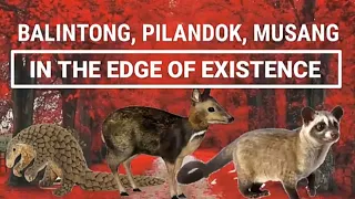 Endangered species in the Philippines: Pilandok, Musang & Balintong in the Edge if existence