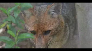 LOBO DE PARAMO