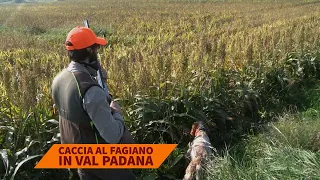 Caccia al fagiano in Val Padana