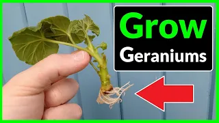 How to Grow Geraniums from Cuttings (Complete Process)