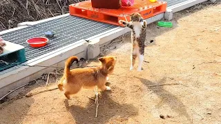 개와 고양이가 함께 자라면 생기는 일... [고양이 구조 했어요]