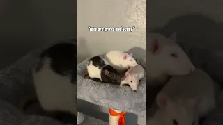 Pet Rats Are Scary
