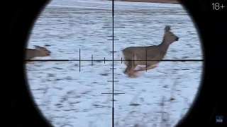 Roe Deer Hunting with Dog in Russia