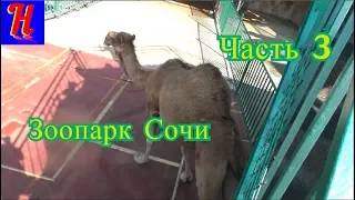 #Зоопарк.  Сочи.  Верблюд #в зоопарке.  Часть 3.  ZOO.  Sochi.  Camel #zoo  Part 3