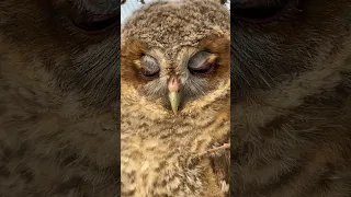 Beautiful tawny owl #owls