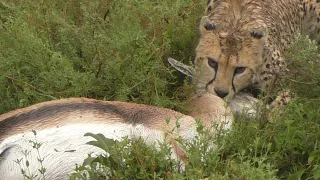 Brutal Cheetah Kill - What You don't see on Disney and the Lion King