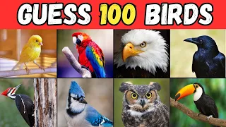 Guess the Bird Quiz | Bird Family Quiz