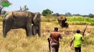 Big injured tusker elephant gets treatment | Vet doctors treat injured wild elephant