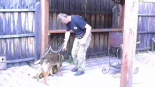 Detection Dog Training VITO K - 9 №35