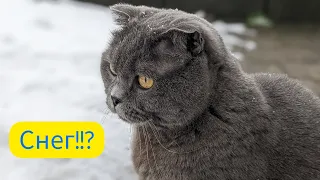 Кот впервые в жизни видит снег! Cat and snow - first reaction