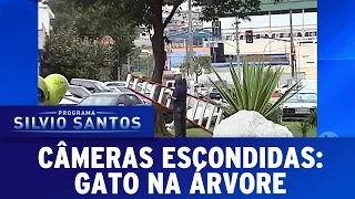 Câmera Escondida (30/10/16) - Gato na Árvore