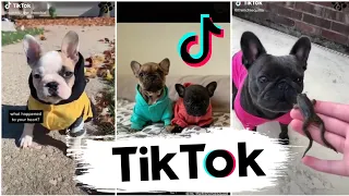 Cutest and Funniest French Bulldogs on TikTok 🥰- Frenchies Compilation ~