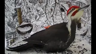 Pileated Woodpecker in the snow!