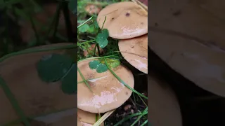 Козляк .Suillus bovinus .