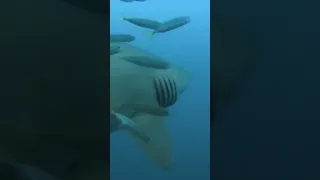 Would you get this close to a Sand Tiger shark?