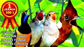 Masteran cililin, Sikatan londo, kapas tembak, cucak cungkok #ANAKKUCINGMEONGMEONG