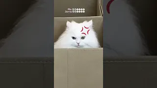 Cats vs Boxes challenge 📦 First reaction 🐱📦