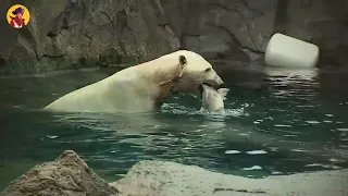 15 Merciless Polar Bears Crushing Their Prey To Death