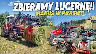 ZBIÓR Lucerny☘️Makuś w Prasie?🚜Susza zbieramy co jest! 🔥 NIEMENÓWKA#38