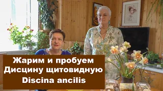 Жарим и пробуем Дисцину щитовидную (Блюдцевик розово-красный) -  Discina ancilis. Грибная кухня.