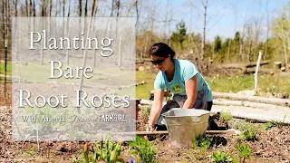 How to Plant Bare Root Roses | Planting Bare Root David Austin Roses | Gardening Tips