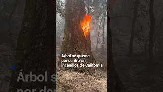 Tree burns inside out in California wildfires