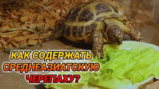 Среднеазиатская черепаха - уход и содержание. Сухопутная черепаха дома