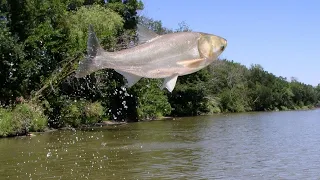 Protecting The Great Lakes From Invasive Species-Silver Carp