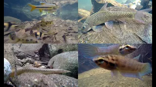 Freshwater fish of Malaysia's rainforests