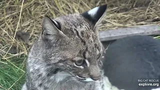 Autumn, up close and personal. Autumn rehab bobcat at Big Cat Rescue.