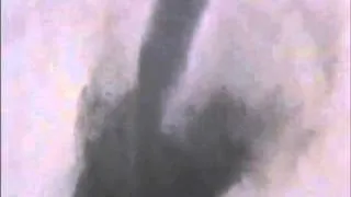 TORNADO SUCKS UP A COW