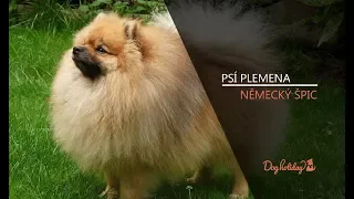 Plemena psů: NĚMECKÝ ŠPIC (reportáž)