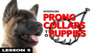 How to Properly Use a Prong Collar on a Puppy