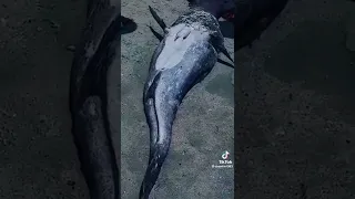 Ce qui ressemble à une enfant sirène est aperçu sur une plage.🧜🏾‍♀️