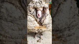 Sheep Covered In 80 Pounds Worth Of Wool Makes The Most Insane Transformation | The Dodo