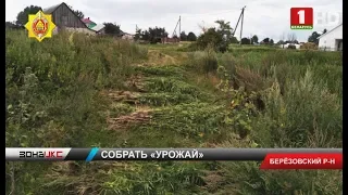Более полутонны растений конопли уничтожила милиция в Березовском районе. Зона Х