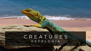 Beautiful Creatures Of Kefalonia / Wildlife Documentary / Greece