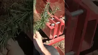 Planting Christmas Trees with a Planter